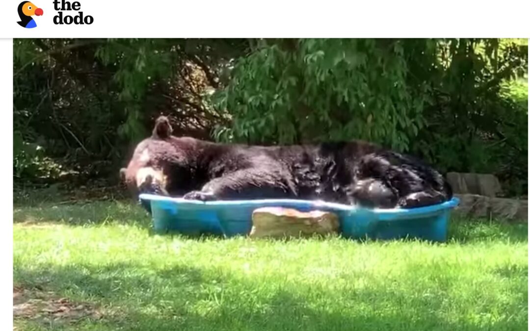 Bear Claims Backyard Kiddie Pool As His Own